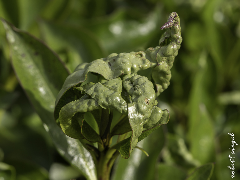 emily renzel wetlands 2026